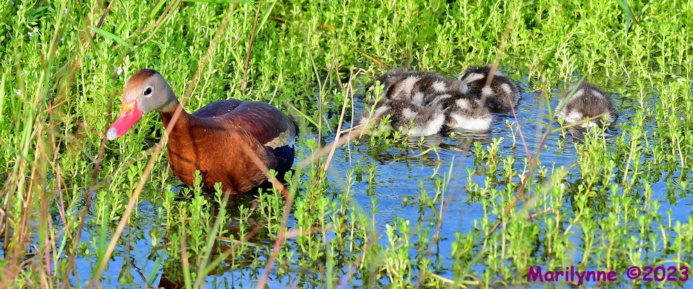 DSC_2939_stitch_001.JPG