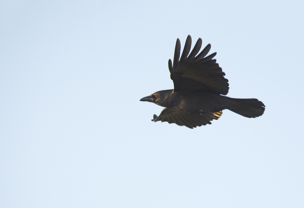 DSC_2940.jpg