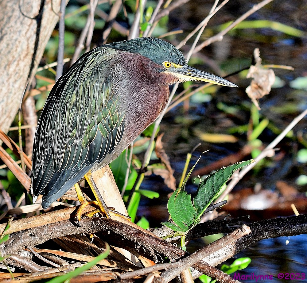 DSC_2941_001.JPG