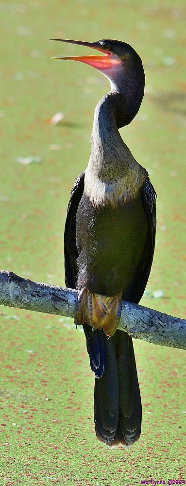 DSC_2942_001.JPG