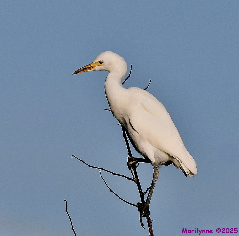 DSC_2943_001.JPG