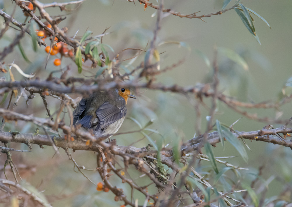 DSC_2944.jpg