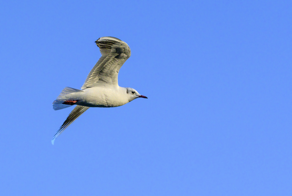 DSC_2947.jpg