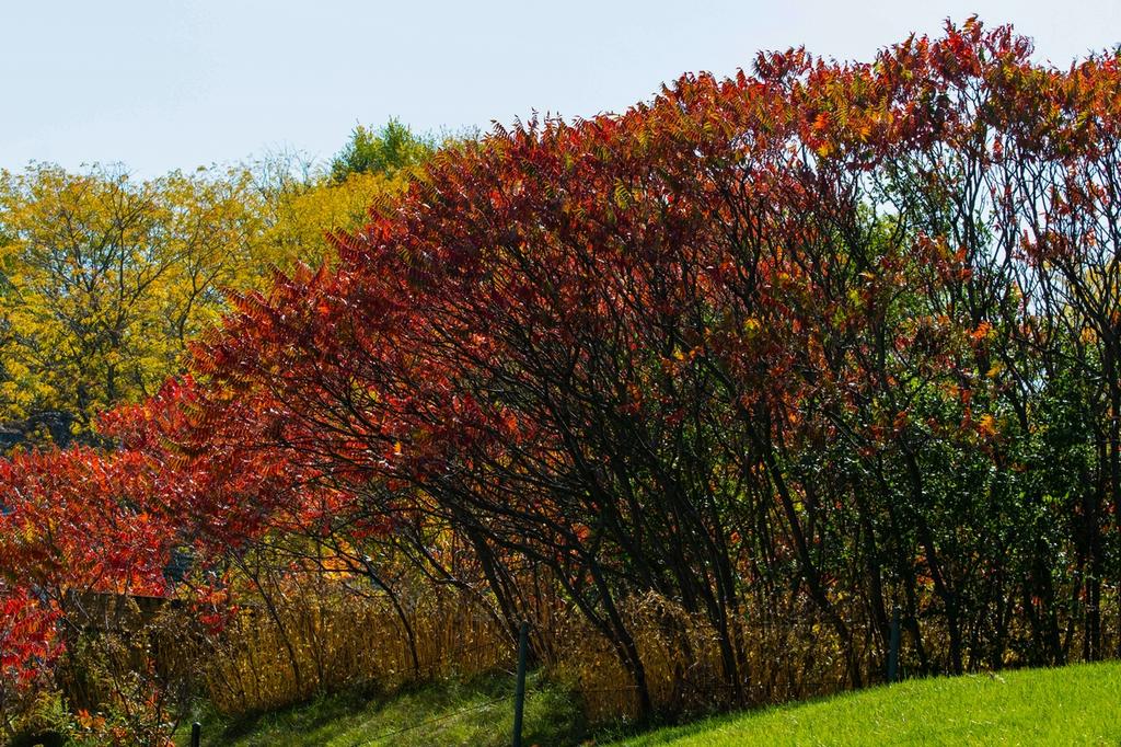 DSC_2950.jpg