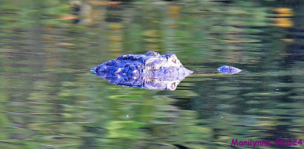 DSC_2950_001.JPG