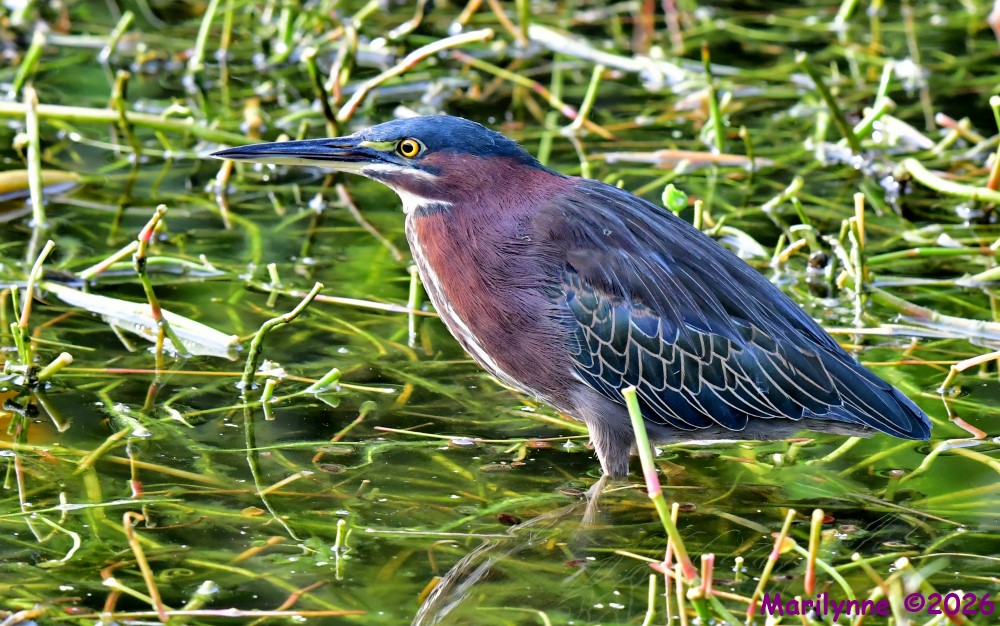 DSC_2950_001.JPG