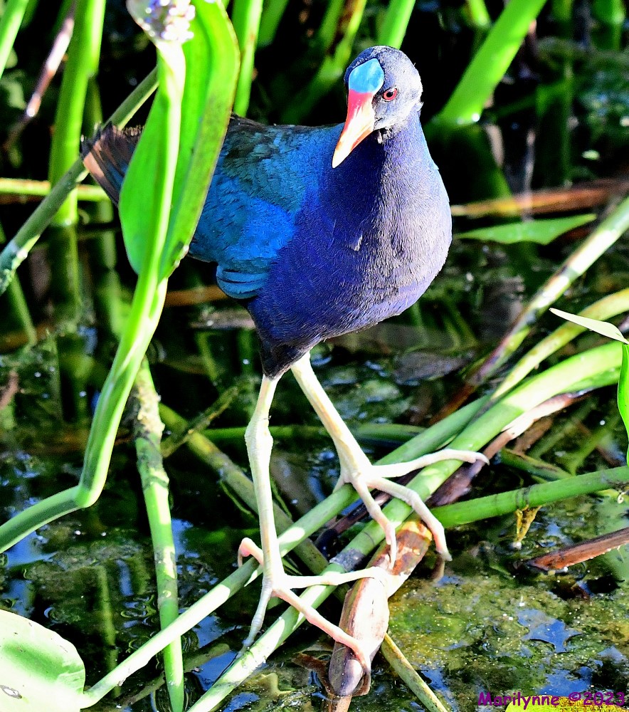 DSC_2951_001.JPG