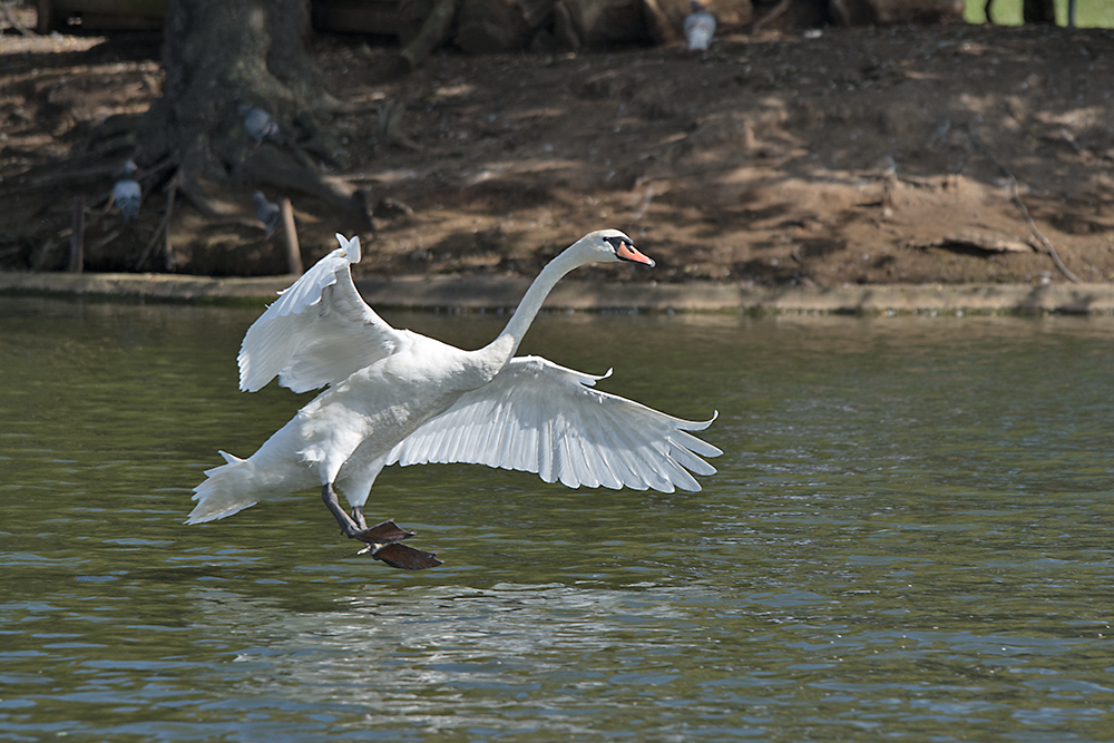 DSC_2952.jpg