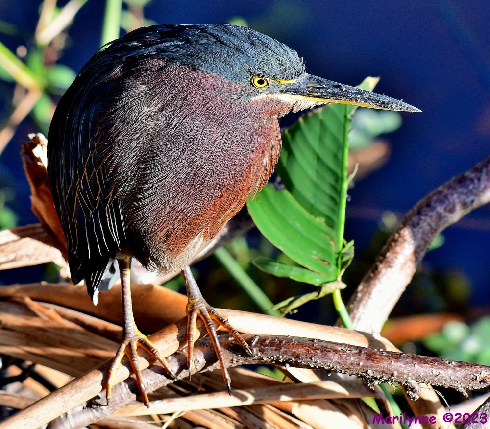 DSC_2952_001.JPG