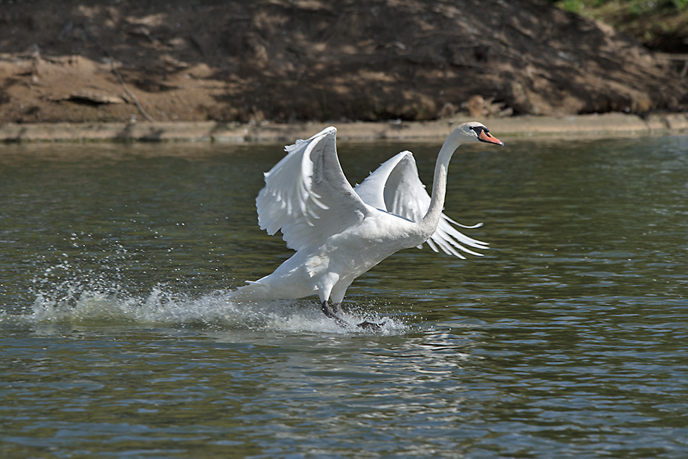 DSC_2953.jpg