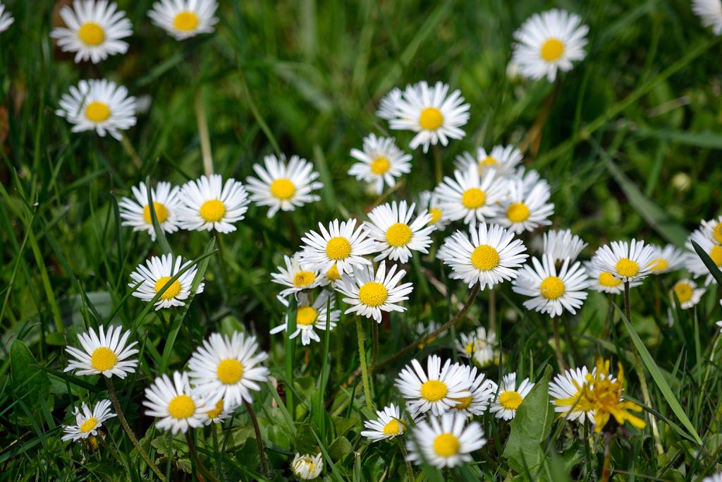 DSC_2953.jpg