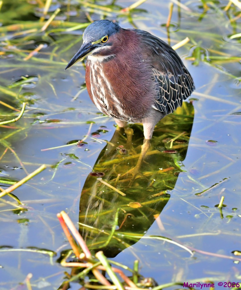 DSC_2953_stitch_001.JPG