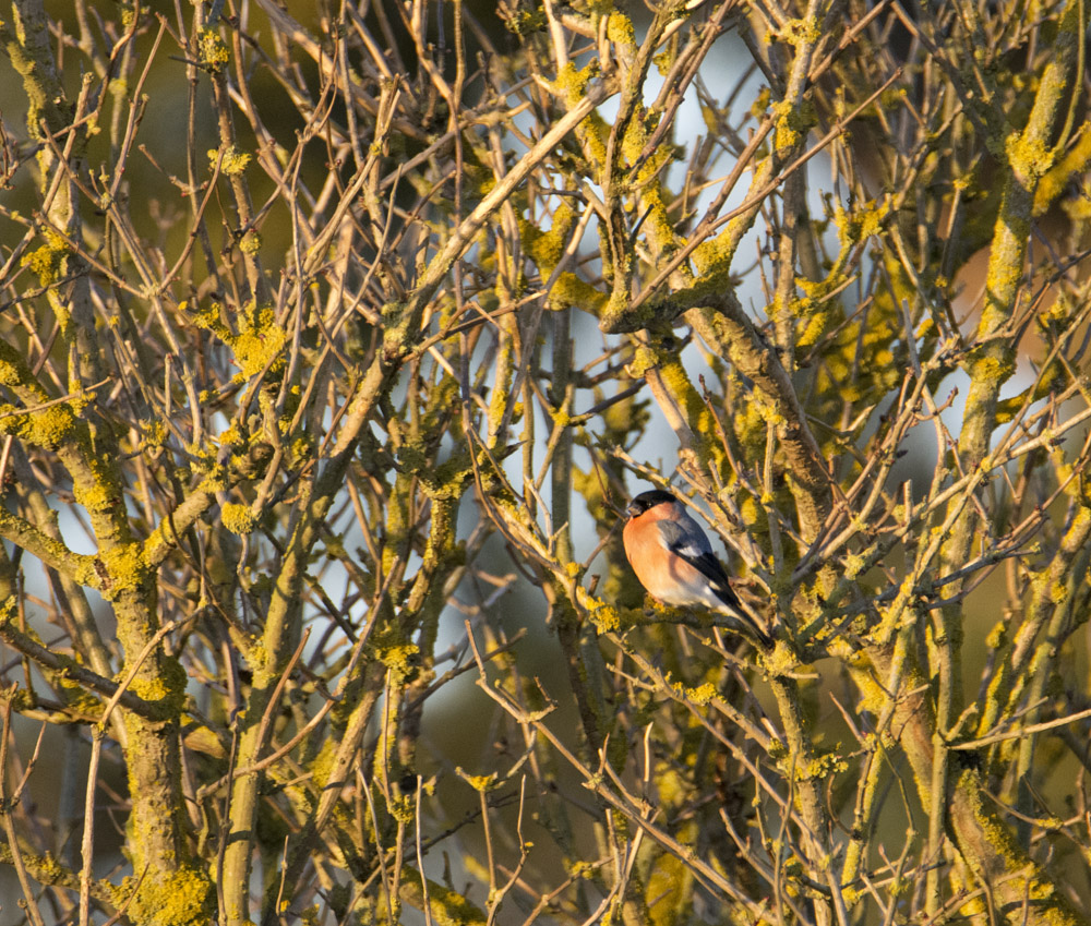 DSC_2955.jpg