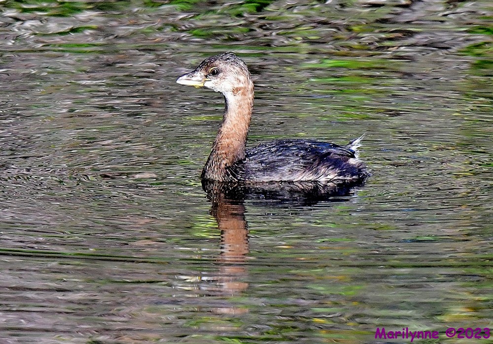 DSC_2955_001.JPG