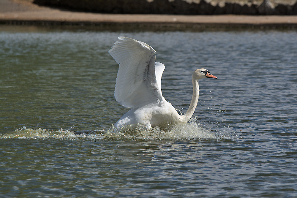 DSC_2956.jpg