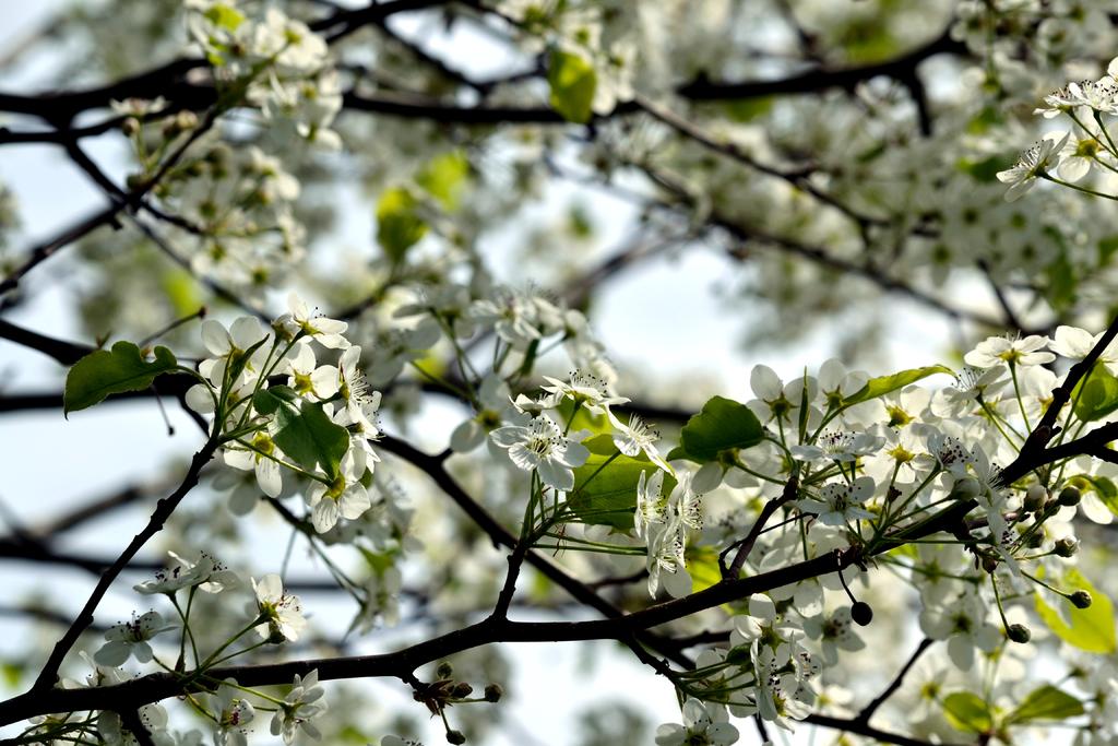 DSC_2956.jpg
