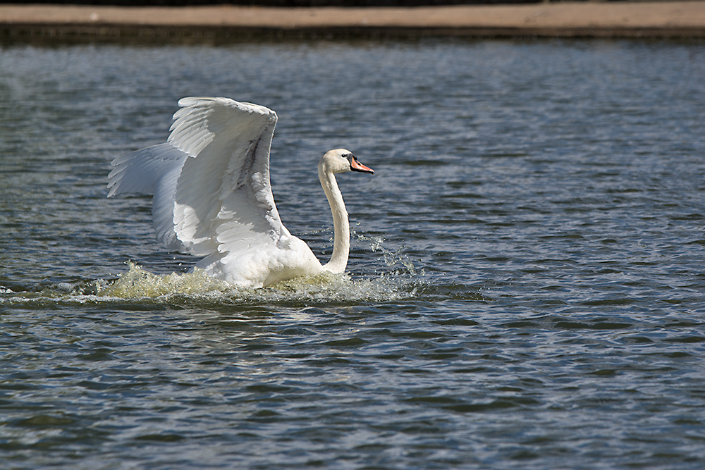 DSC_2957.jpg