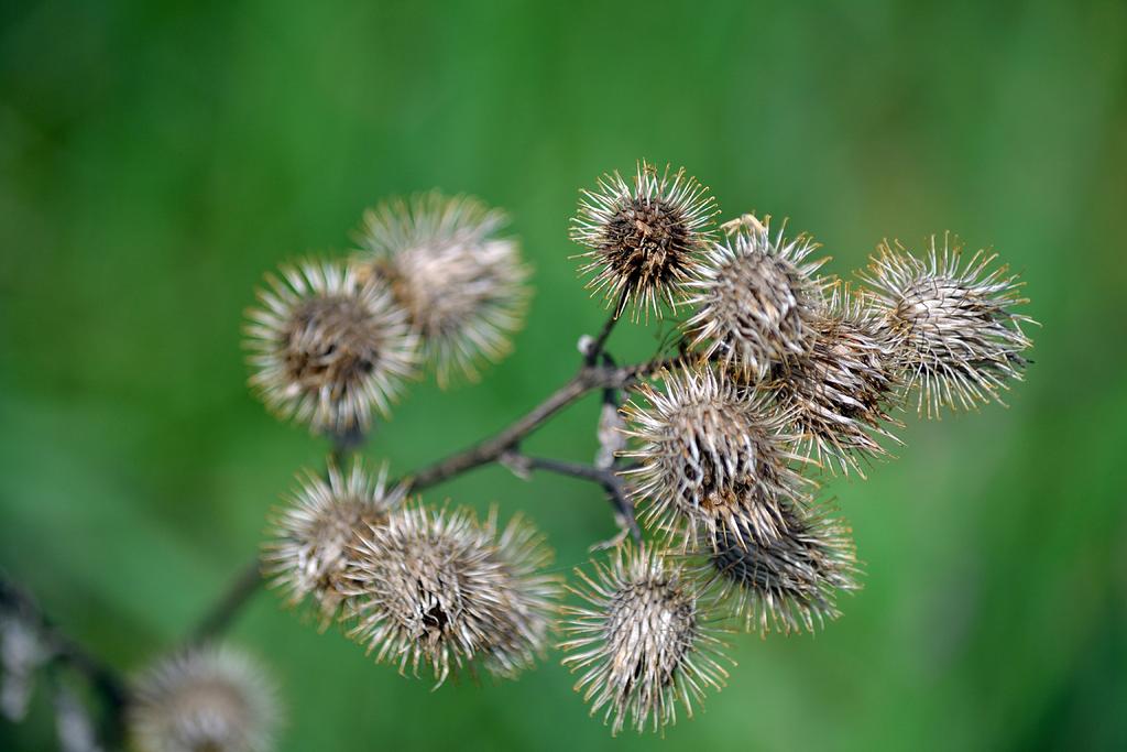 DSC_2959.jpg