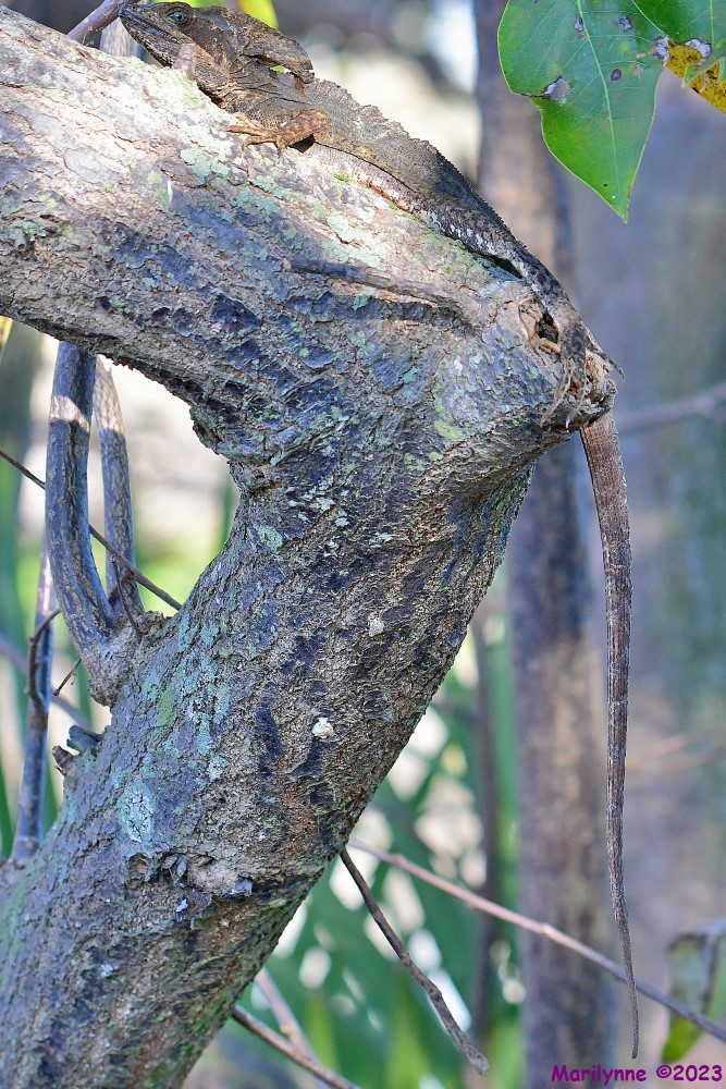 DSC_2960_001.JPG