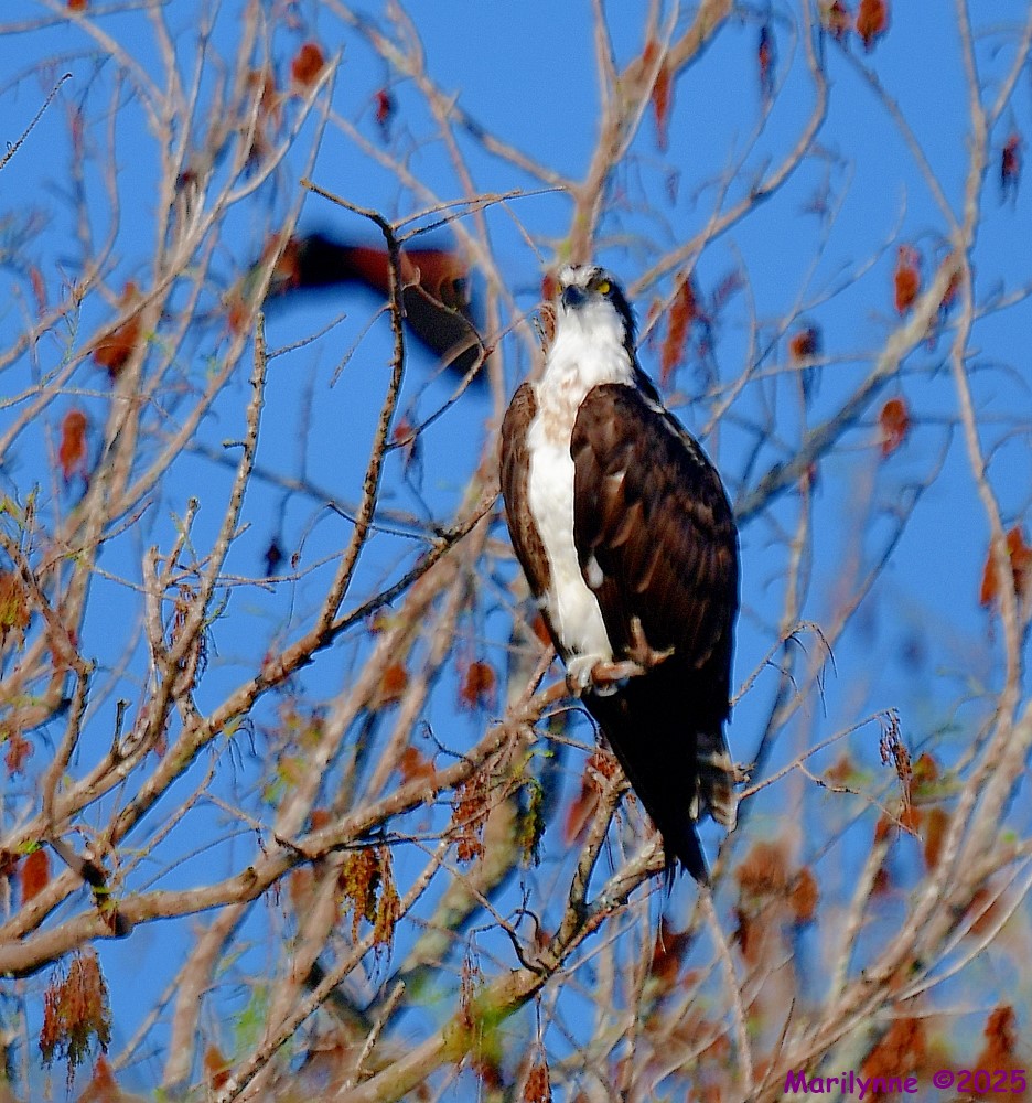 DSC_2960_001.JPG