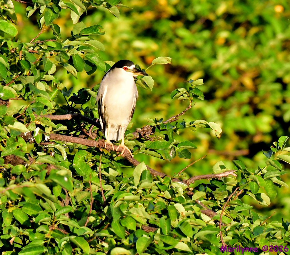 DSC_2960_001.JPG