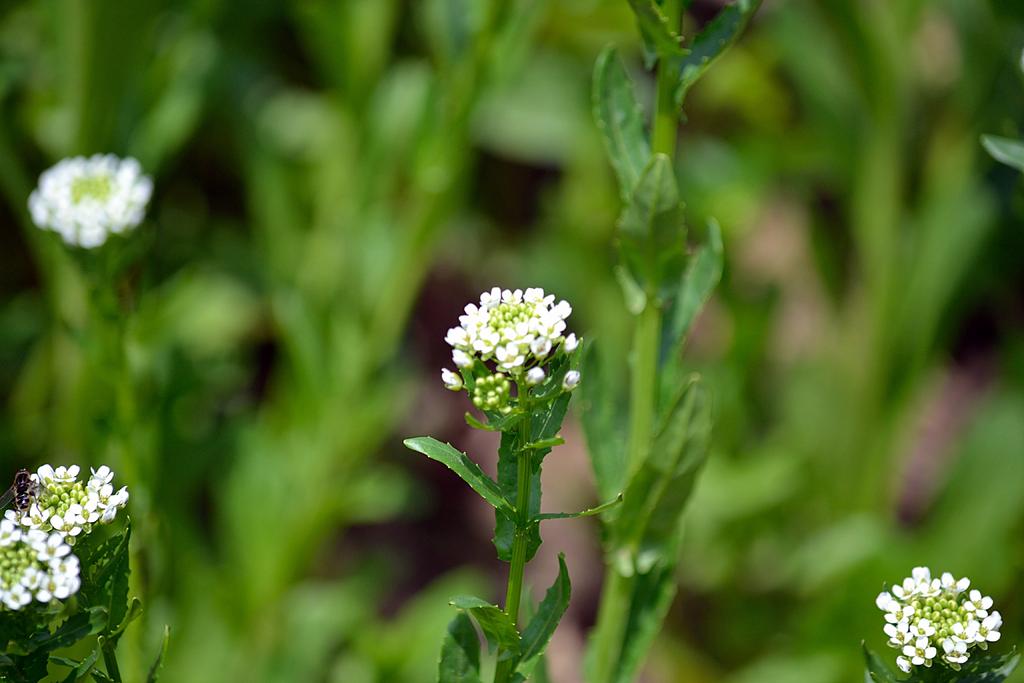 DSC_2961.jpg