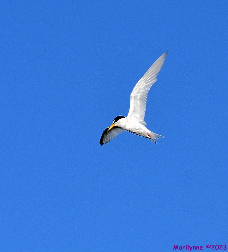 DSC_2961_001.JPG