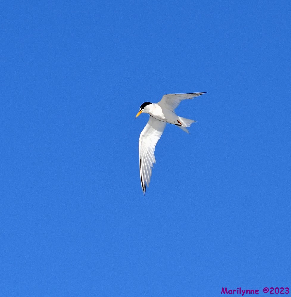 DSC_2962_001.JPG