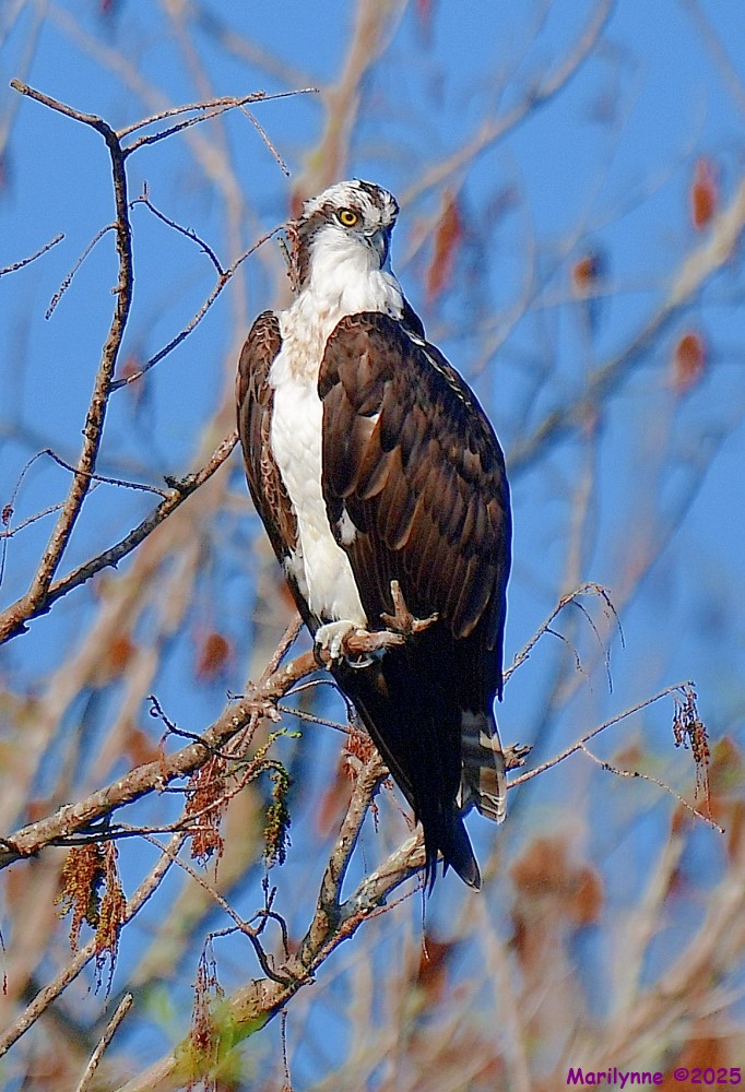 DSC_2962_001.JPG