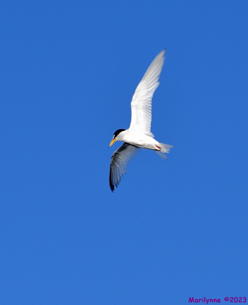 DSC_2963_001.JPG