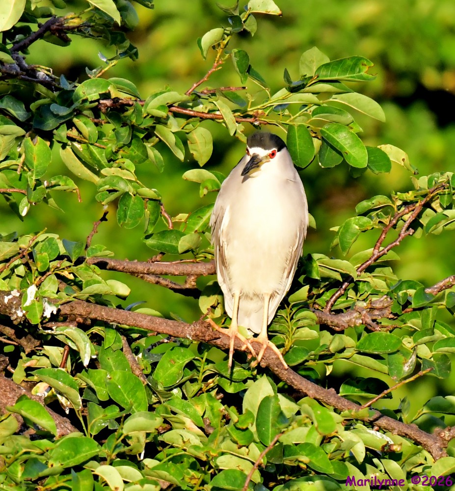 DSC_2964_001.JPG