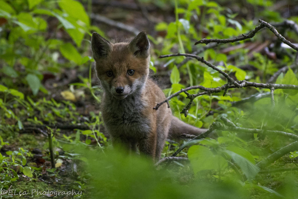DSC_2966.jpg