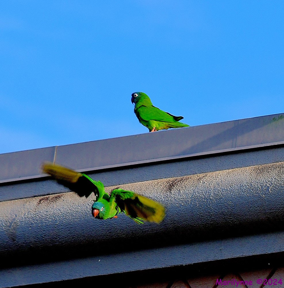 DSC_2966_001.JPG