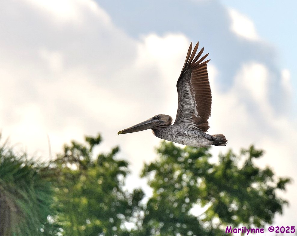 DSC_2967 copy1_001.JPG