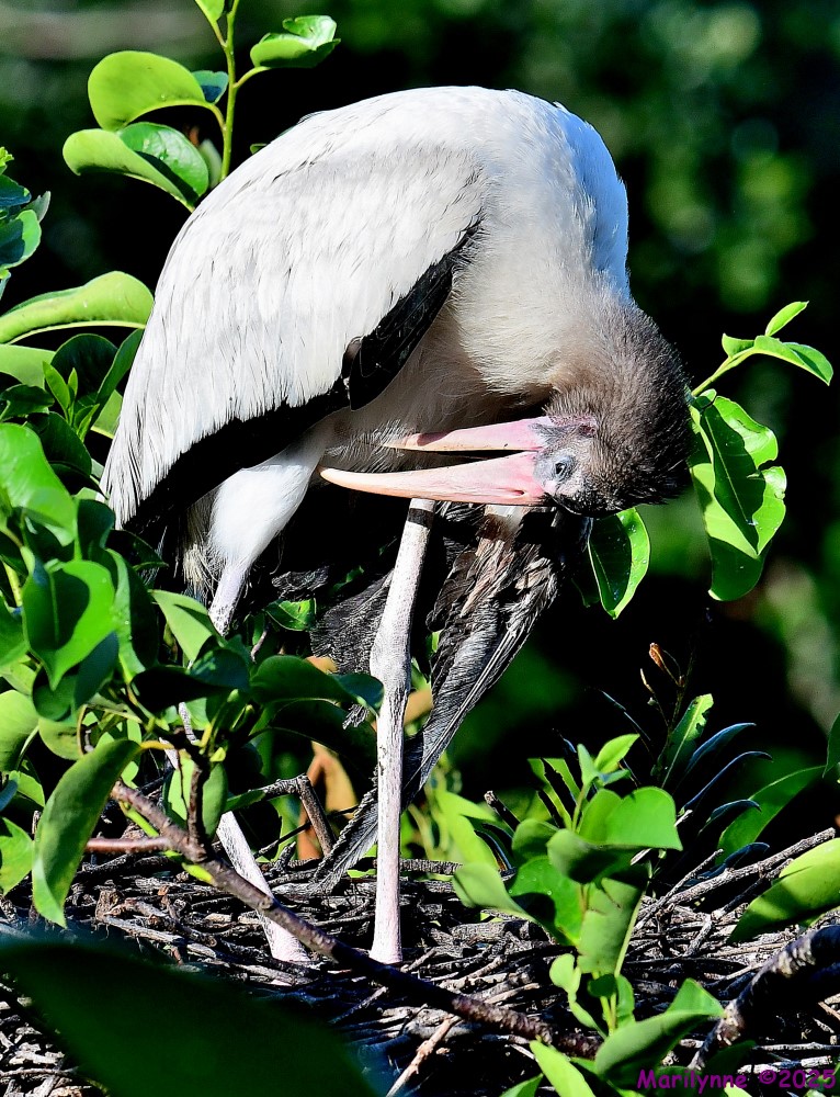 DSC_2967_001.JPG