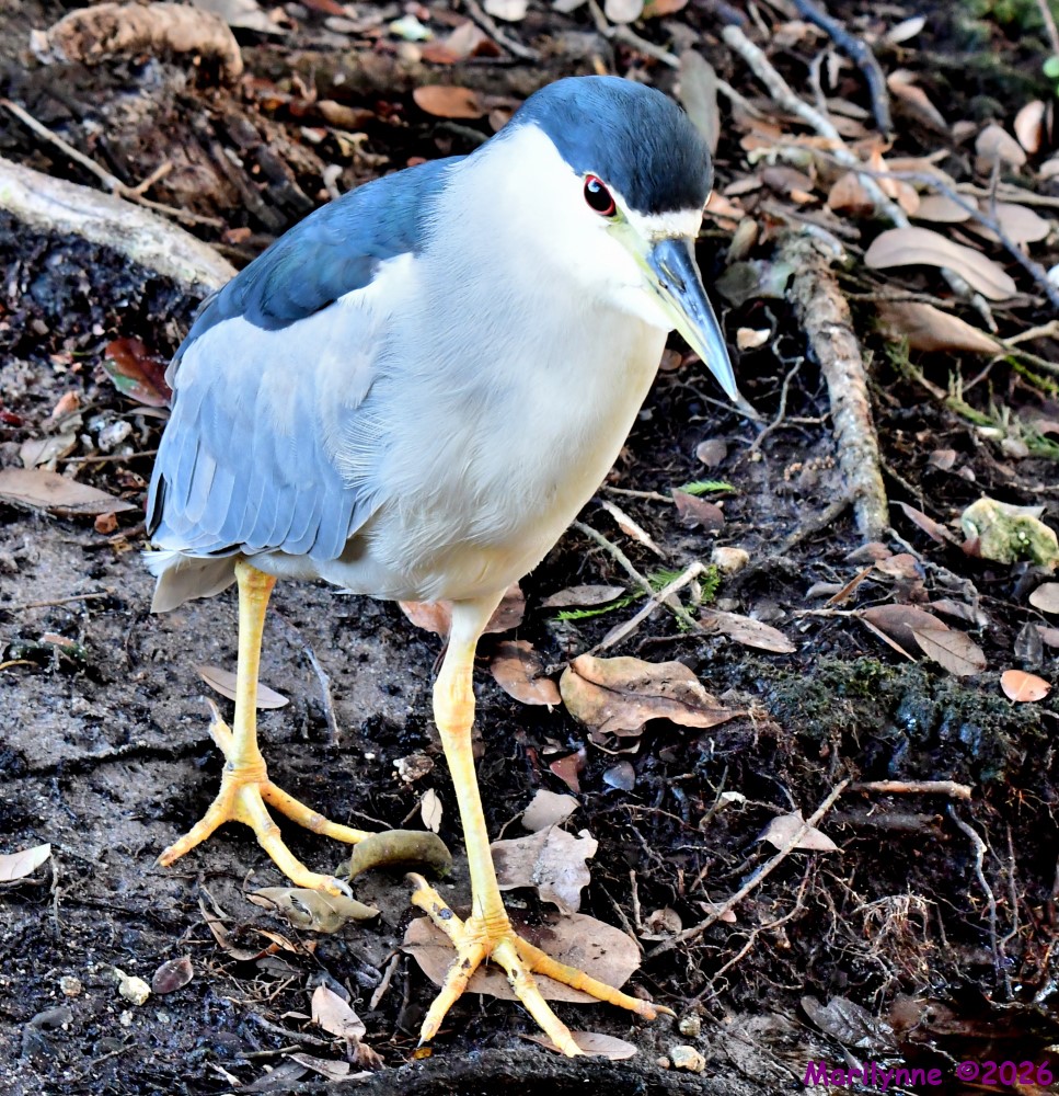 DSC_2967_001.JPG