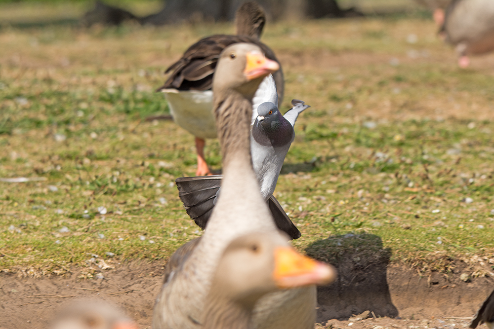 DSC_2968.jpg