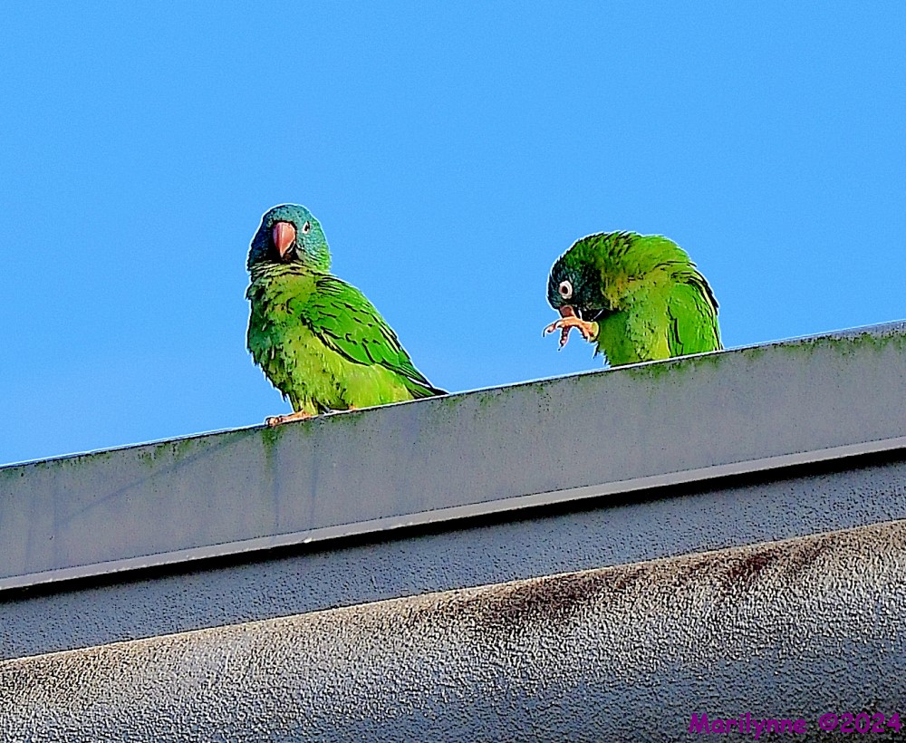 DSC_2968_001.JPG