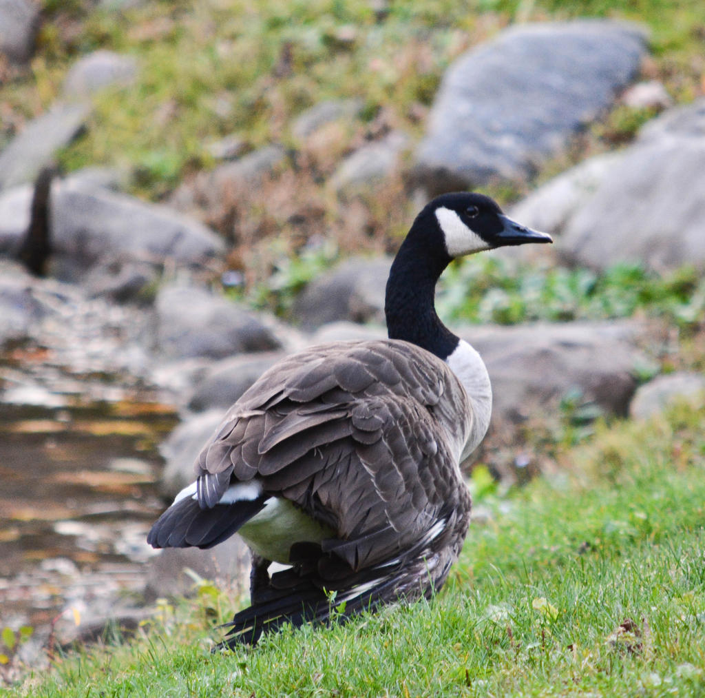 DSC_2969.jpg