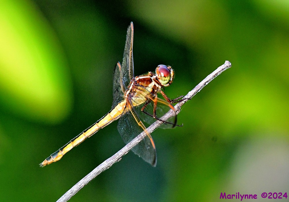 DSC_2969_001.JPG
