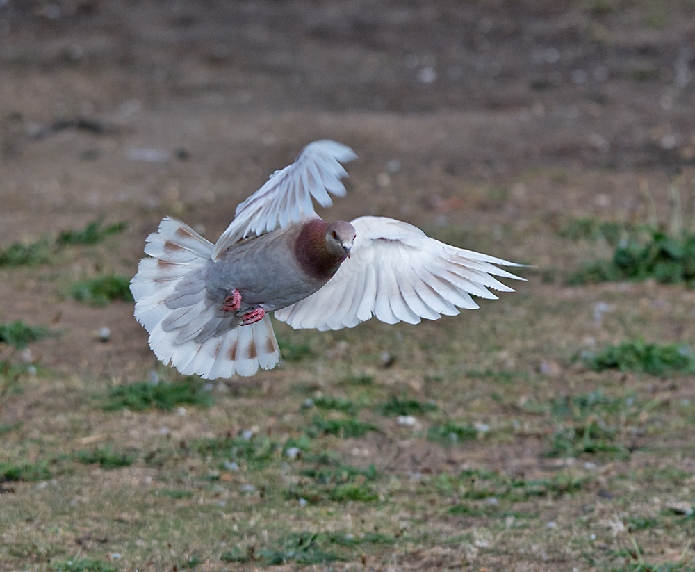 DSC_2970.jpg