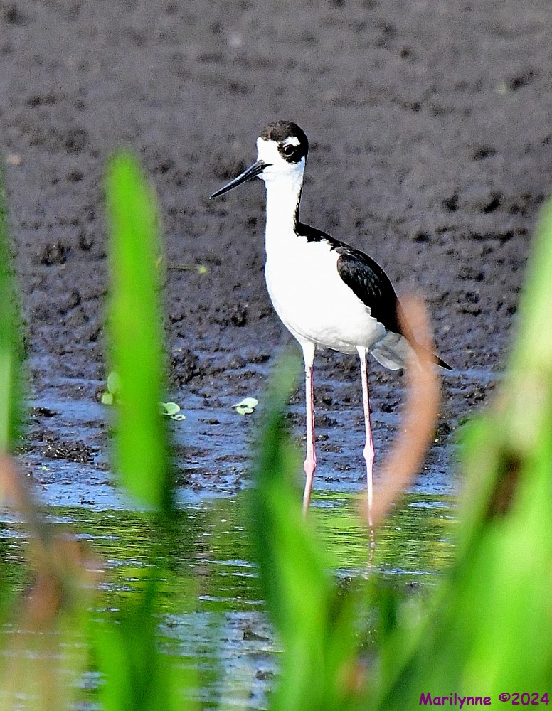 DSC_2970_001.JPG