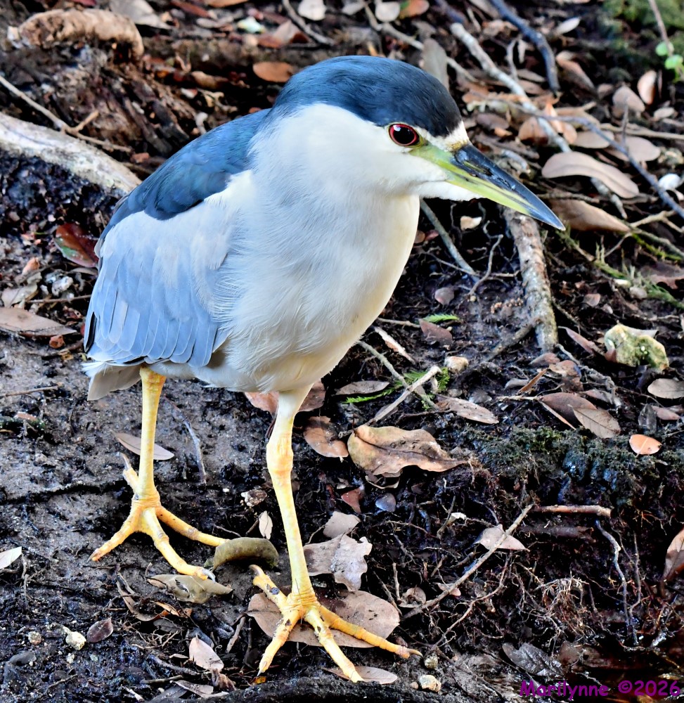 DSC_2970_001.JPG