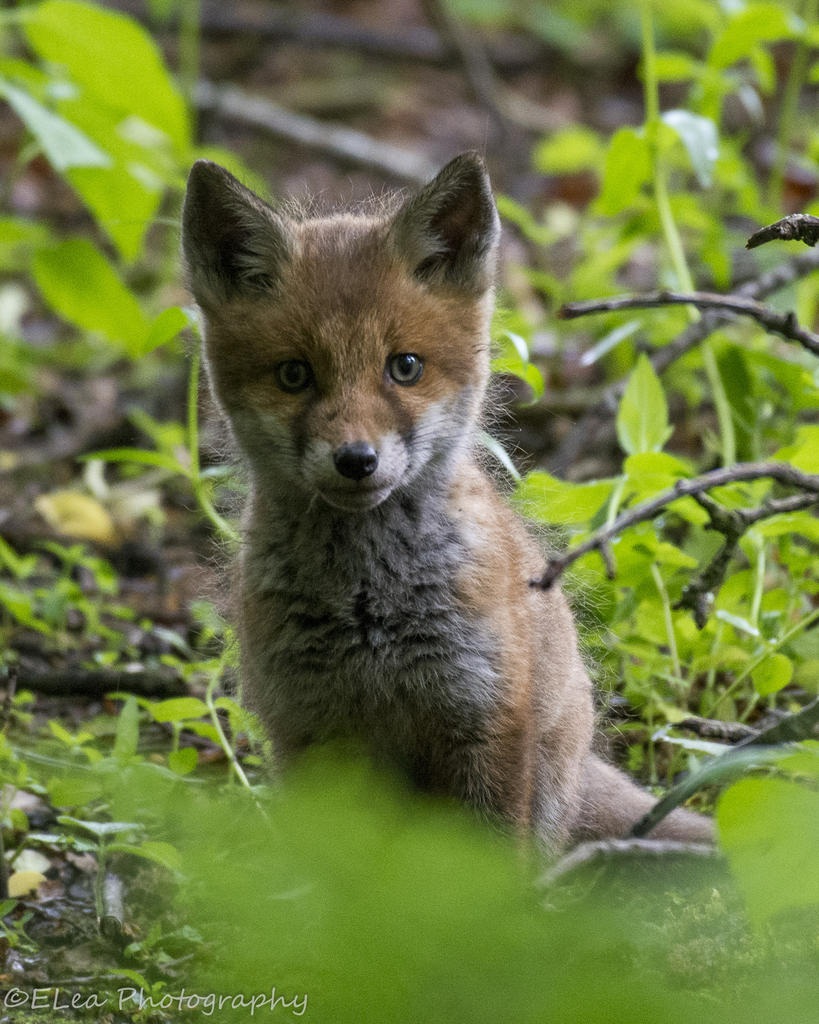 DSC_2972.jpg