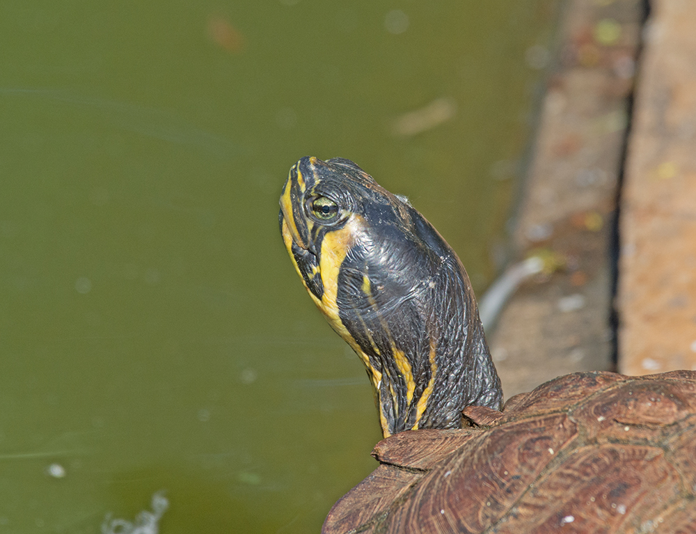 DSC_2974.jpg