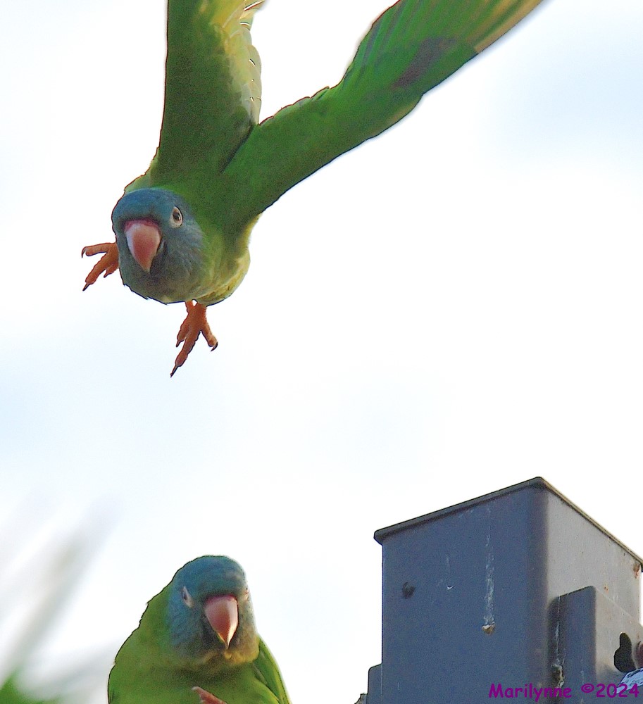 DSC_2975_001.JPG