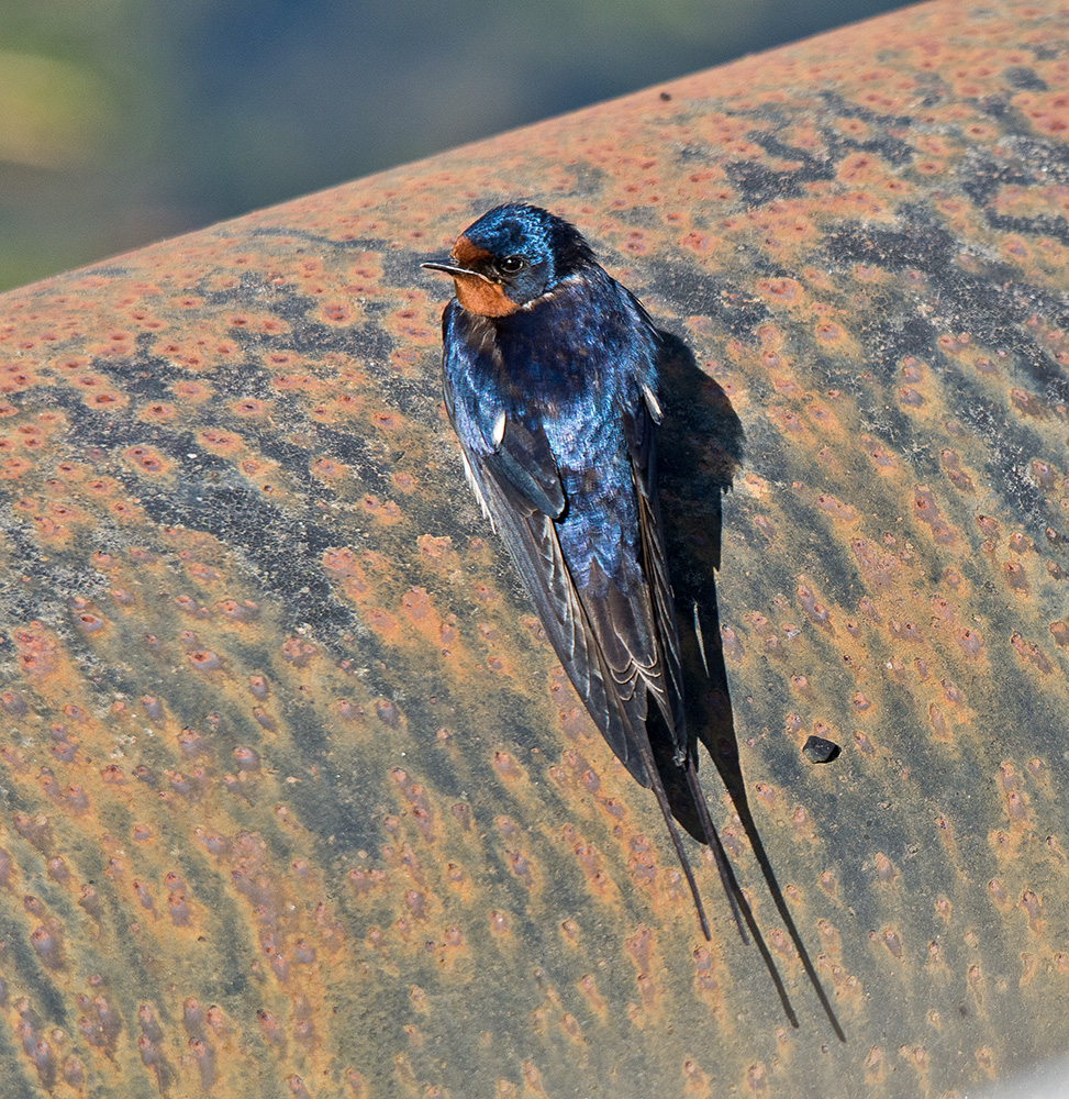 DSC_2977.jpg