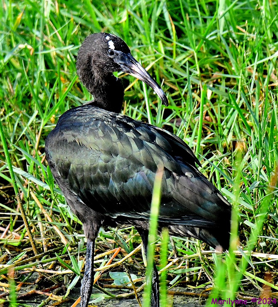 DSC_2977_001.JPG