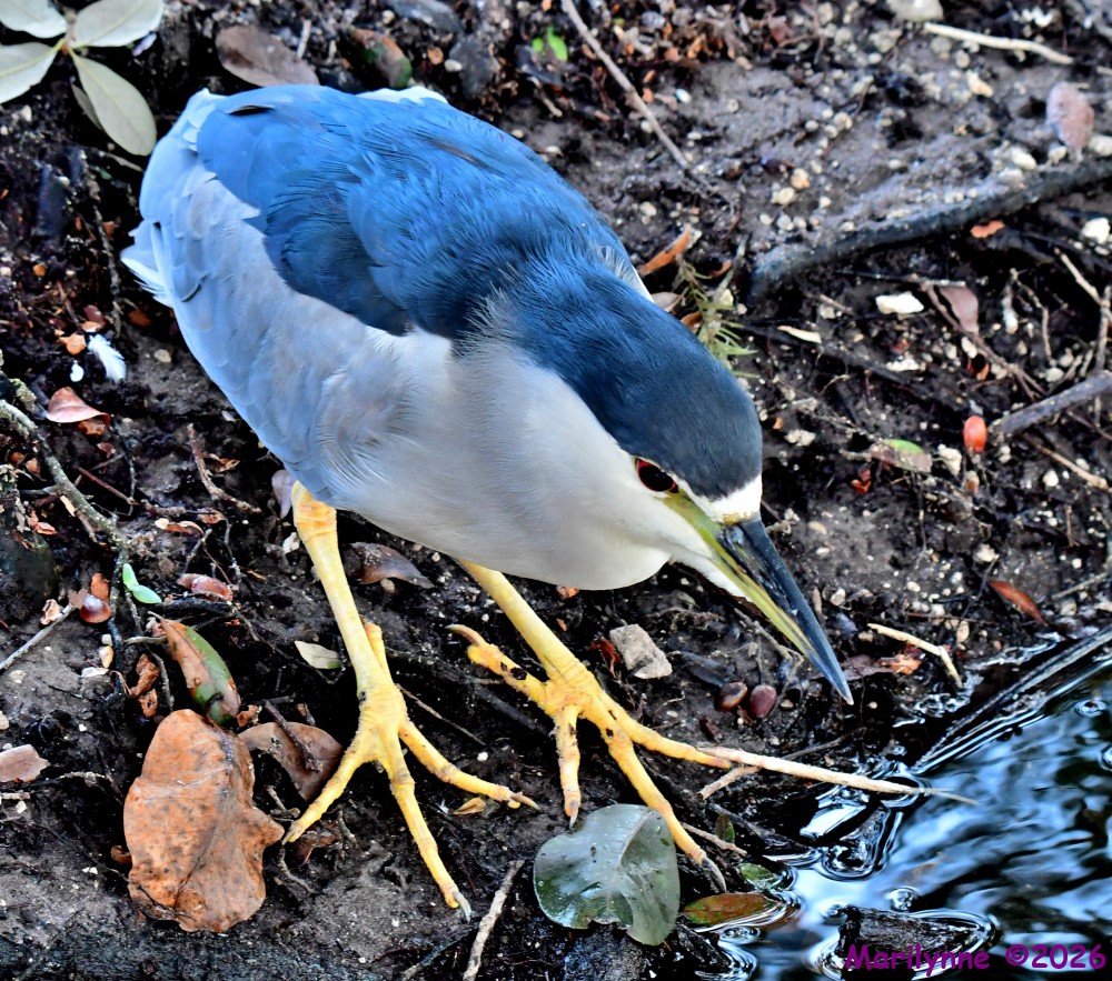 DSC_2979_001.JPG