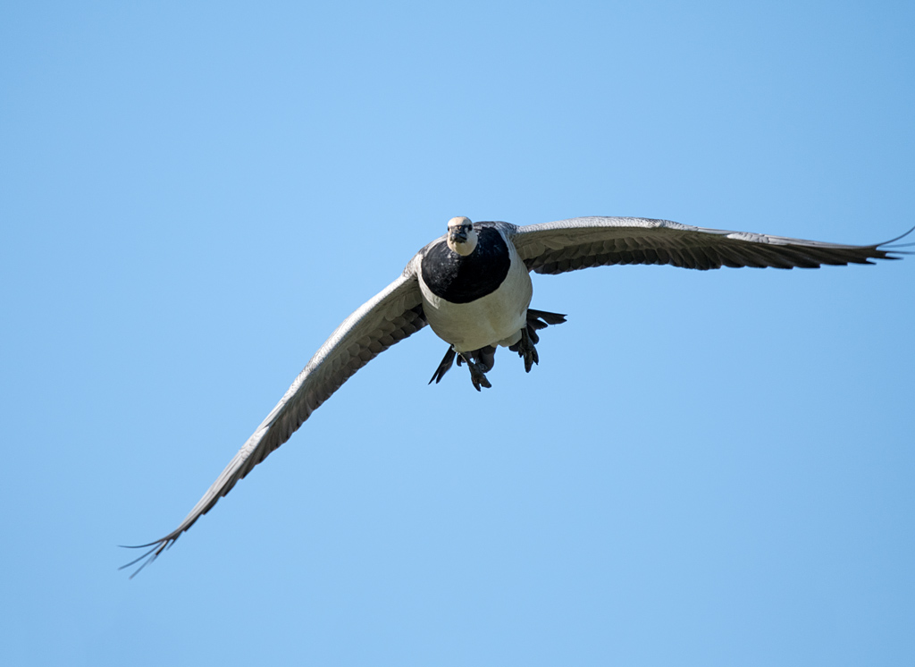 DSC_2980.jpg